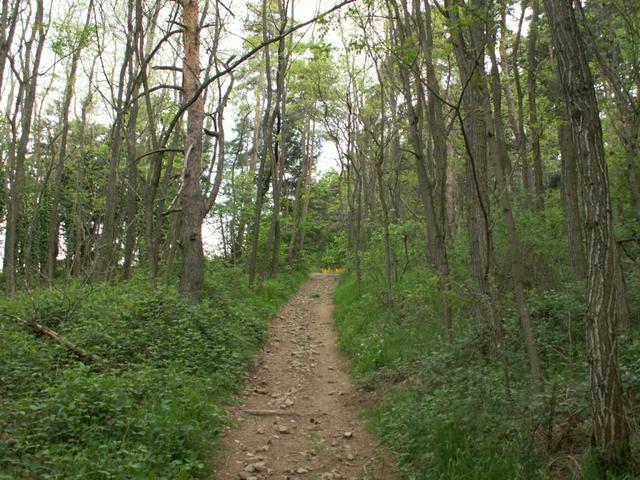 durch einen schönen Wald