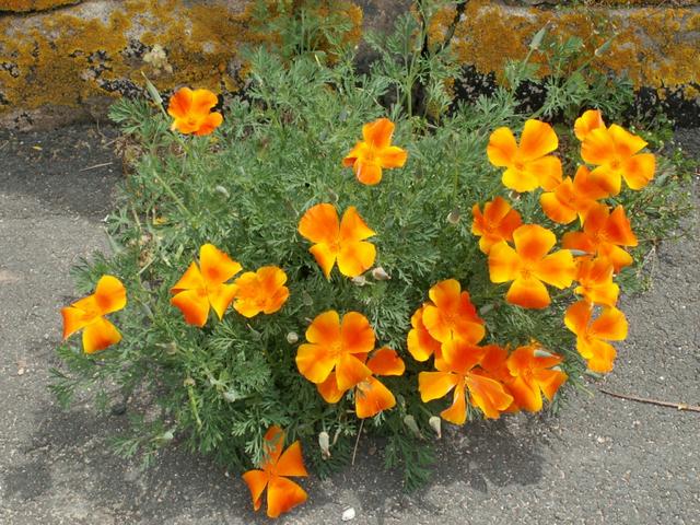 schöne Blumen am Wegesrand