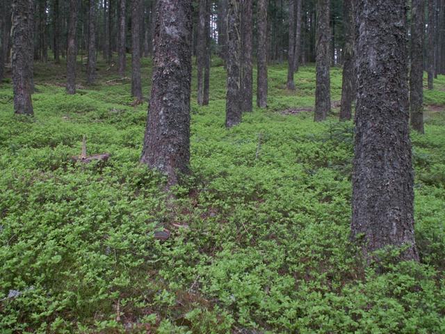 überall Heidelbeeren Sträucher