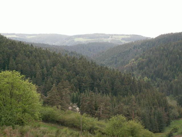 bis Montfaucon en Velay geht es meistens durch den Wald