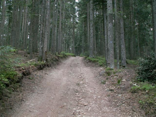 durch dichte Wälder führt uns der Weg weiter