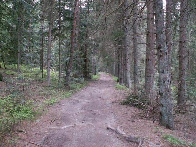 durch dichte Wälder geht es weiter