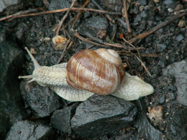 nur eine Schnecke hat es gerne wenn es so nass ist