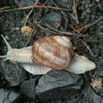 nur eine Schnecke hat es gerne wenn es so nass ist