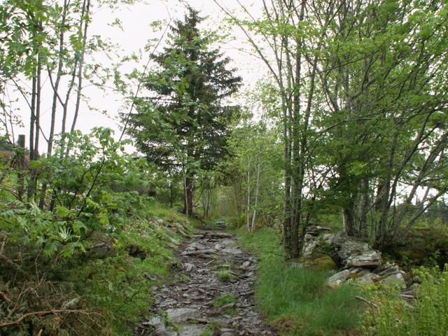 über Waldwege auf dem Massif du Meygal