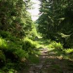 auf einem schönem Wanderweg geht es weiter aufwärts