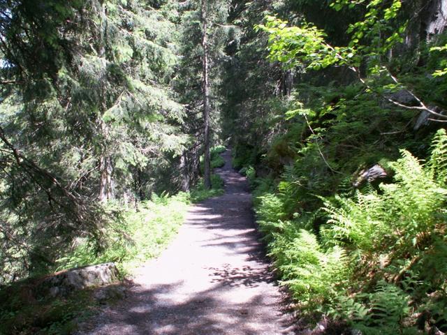 bei dieser Hitze ist es erst recht schön durch einen Wald zu laufen