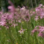 eine Wiese voller Kuckucks-Lichtnelken