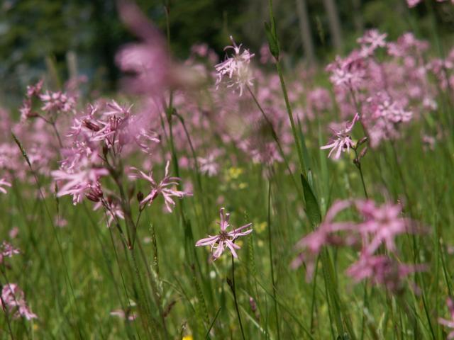 eine Wiese voller Kuckucks-Lichtnelken