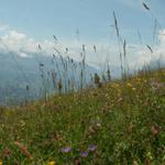 eine schöne Blumenwiese