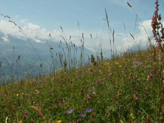 eine schöne Blumenwiese