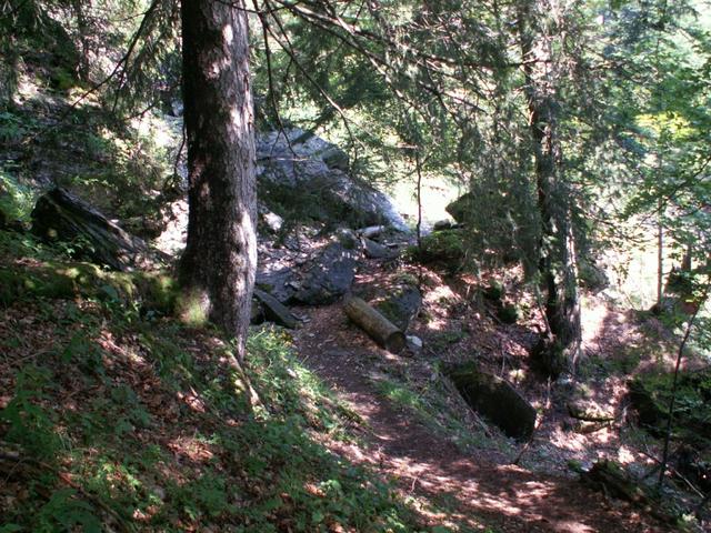 es geht durch den Wald Richtung Bruch