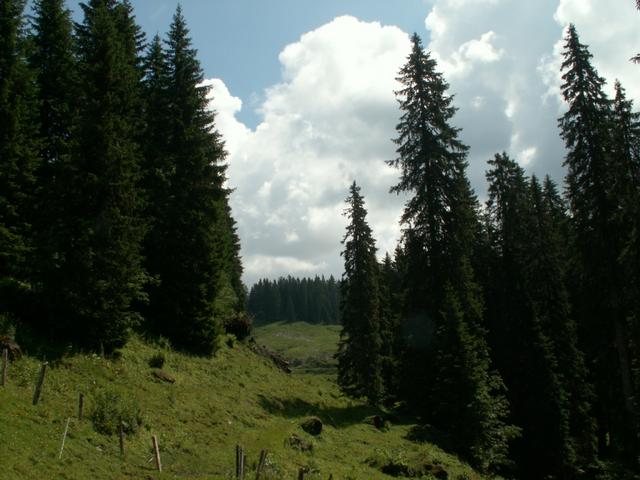 jetzt beginnt der Bödmerenwald