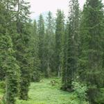 der Bödmerenwald ist der grösste Fichtenurwald der Alpen