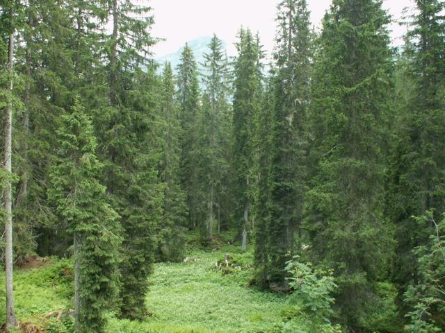 der Bödmerenwald ist der grösste Fichtenurwald der Alpen