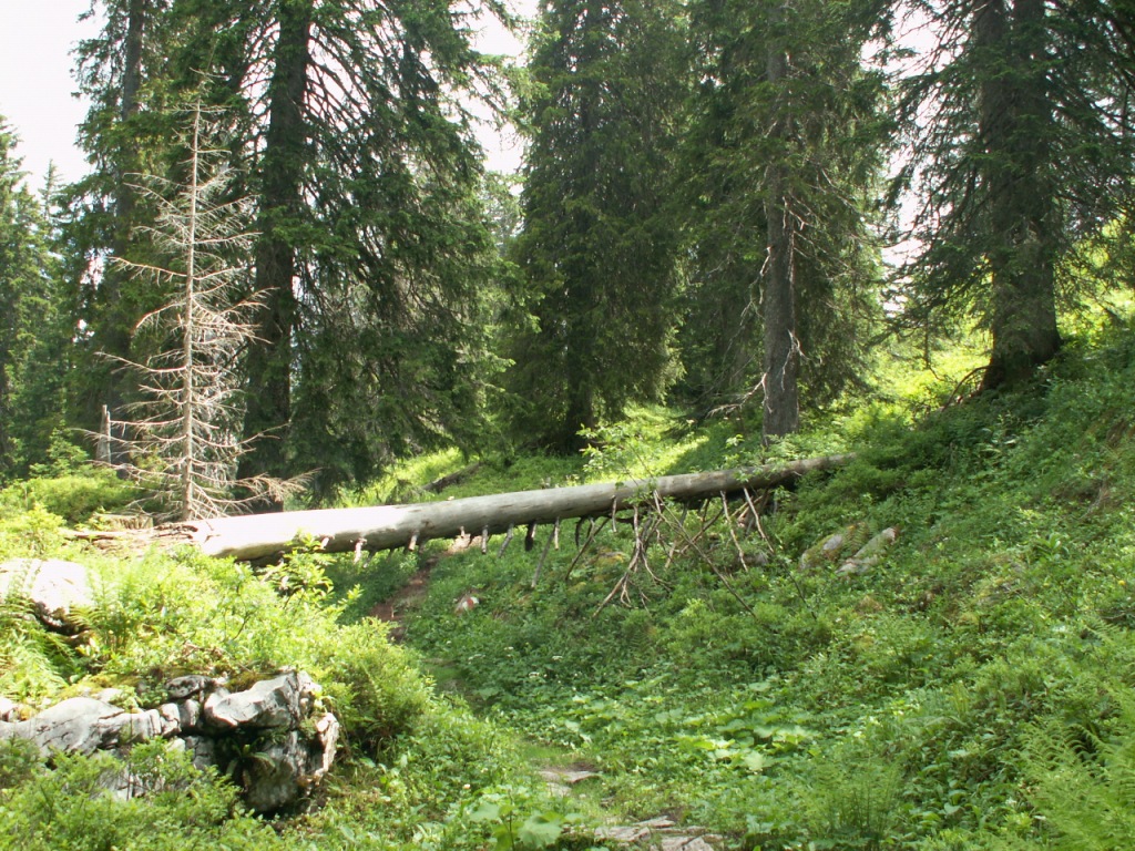 Bäume die gefallen sind, lässt man liegen