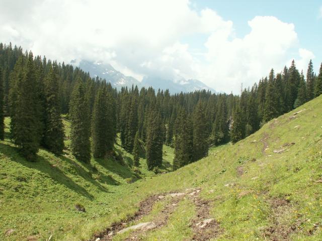 Blick zurück zum schönen Bödmerenwald