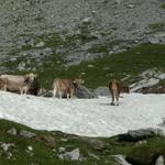 Kühe beim Schnee schlecken