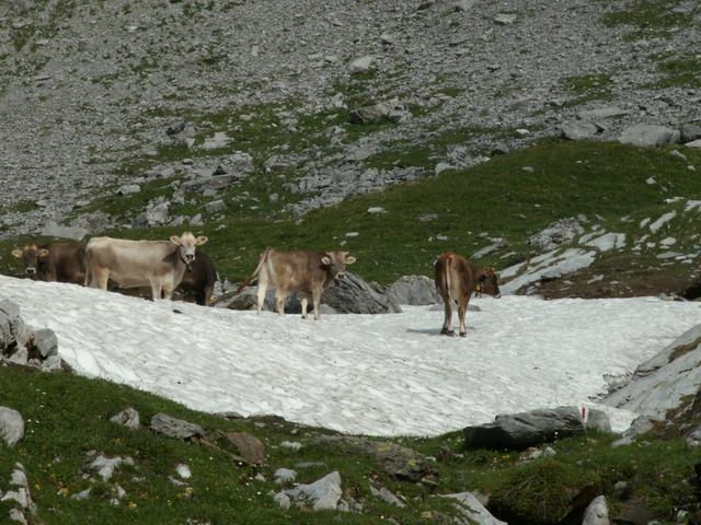 Kühe beim Schnee schlecken