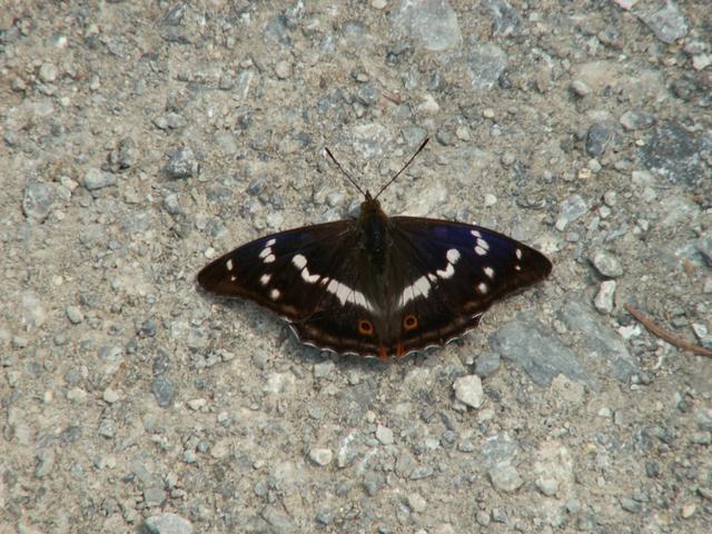 schöner Schmetterling