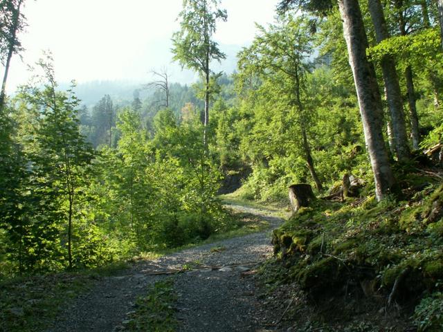 über einen Waldweg geht es aufwärts Richtung Grapplialp