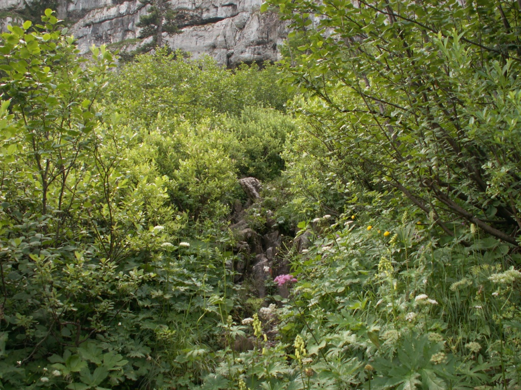 der Bergpfad führt durch dichtes Unterholz