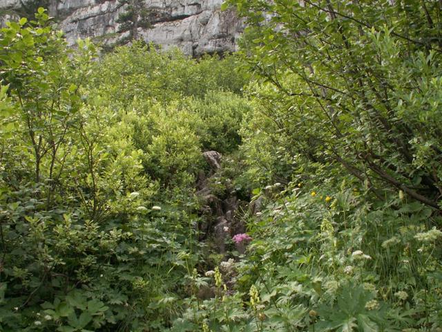der Bergpfad führt durch dichtes Unterholz