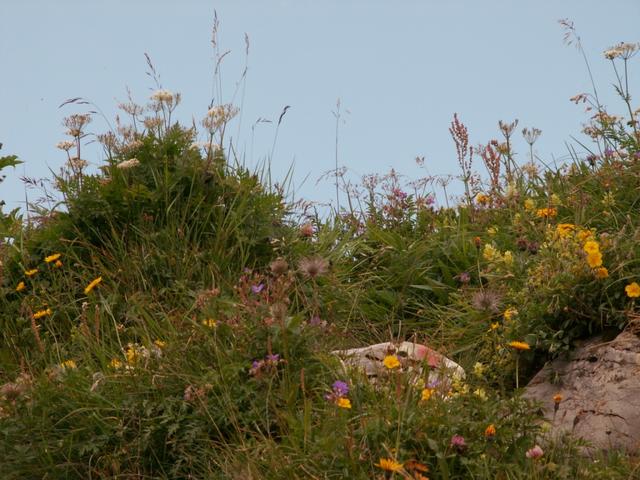 die gesamte Alpenflora präsentiert sich in stolzer Pracht