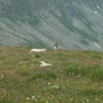 Mäusi kurz vor dem erreichen des Rautispitz