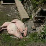 Schweine geniessen die warme Sonne
