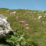 auf dem Weg zum Foopass