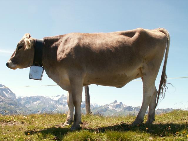 eine Kuh auf dem Pass