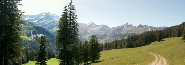 Breitbildfoto Raminer Wald