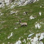 ein sehr schöner Steinbock