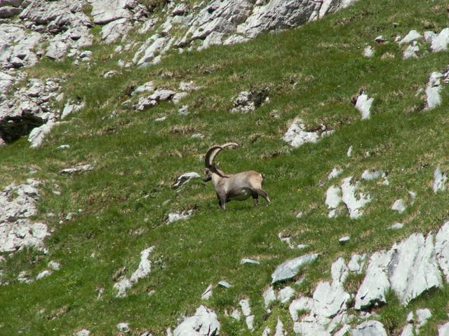 ein sehr schöner Steinbock