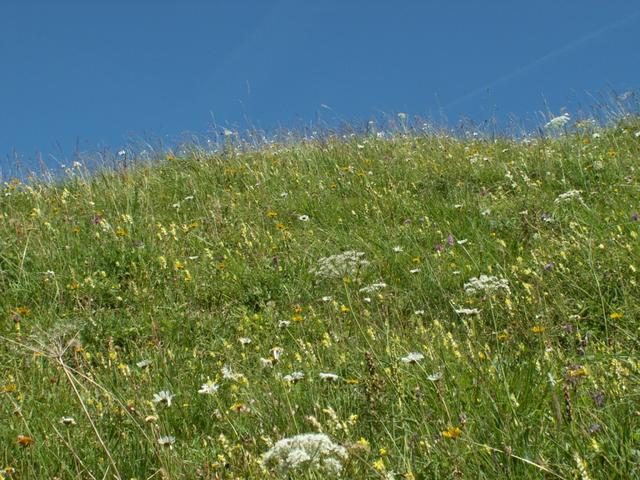 eine schöne Bergwiese