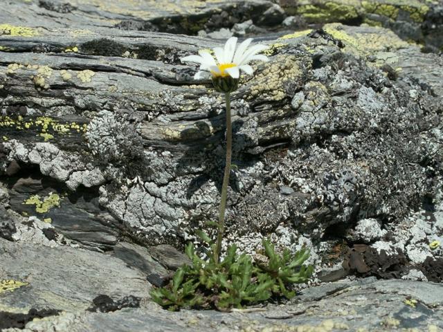 das Blumen in so einer unwirtlichen Gegend wachsen, ist immer ein kleines Wunder