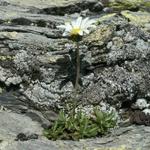 das Blumen in so einer unwirtlichen Gegend wachsen, ist immer ein kleines Wunder