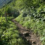 auf einem schönem Bergweg geht es aufwärts