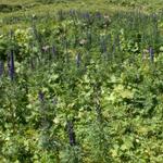 überall Blauer Eisenkraut