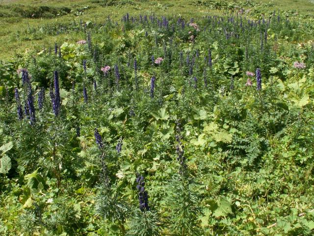 überall Blauer Eisenkraut